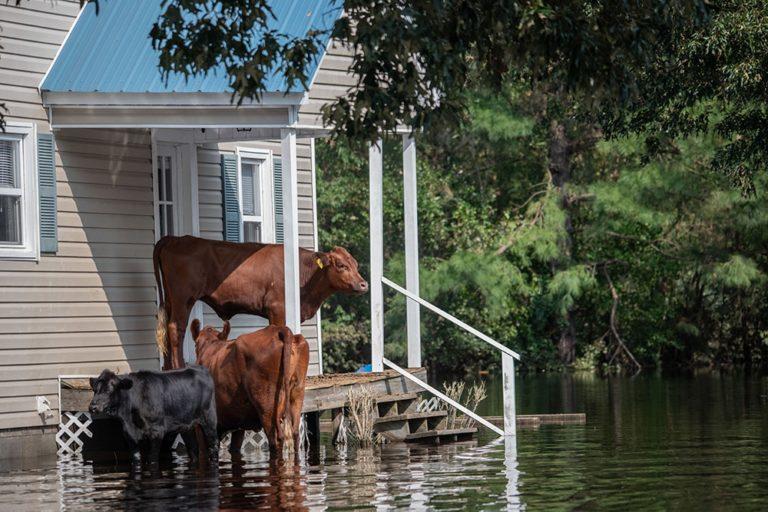 cows resting on the mobile hoe balcony to avoid getting wet