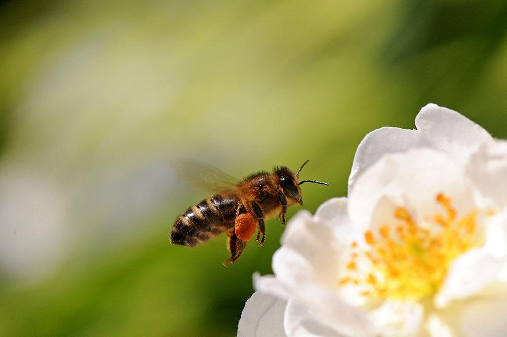 A bee on a flower